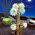 Cactus Blooms by Snake Jagger Cactus Blooms by Snake Jagger