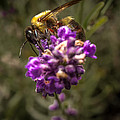 Carpenter Bee on a Lavender Spike Photograph by Ron Pate Carpenter Bee on a Lavender Spike Photograph by Ron Pate