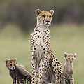 Cheetah Mother And Cubs Maasai Mara by Suzi Eszterhas Cheetah Mother And Cubs Maasai Mara by Suzi Eszterhas