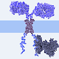 Chimeric Antigen Receptor, Illustration by Juan Gaertner Chimeric Antigen Receptor, Illustration by Juan Gaertner