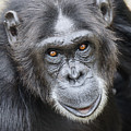 Chimpanzee Portrait Ol Pejeta Photograph by Hiroya Minakuchi Chimpanzee Portrait Ol Pejeta Photograph by Hiroya Minakuchi