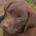 Chocolate Labrador Retriever Puppy by Linda Arndt Chocolate Labrador Retriever Puppy by Linda Arndt