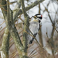 Downy Woodpecker Photograph by Holden The Moment Downy Woodpecker Photograph by Holden The Moment