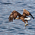 European Fishing Sea Eagle 4 Photograph by Heiko Koehrer-Wagner European Fishing Sea Eagle 4 Photograph by Heiko Koehrer-Wagner