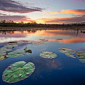 Everglades at Sunset Photograph by Debra and Dave Vanderlaan Everglades at Sunset Photograph by Debra and Dave Vanderlaan