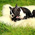 French Bulldoggs by Heike Hultsch French Bulldoggs by Heike Hultsch