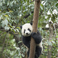 Giant Panda Cub Chengdu Sichuan China Photograph by Katherine Feng Giant Panda Cub Chengdu Sichuan China Photograph by Katherine Feng