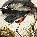 Great Blue Heron by John James Audubon Great Blue Heron by John James Audubon