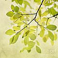 Green Foliage Series by Priska Wettstein Green Foliage Series by Priska Wettstein