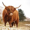 Highland Cow by Grant Glendinning Highland Cow by Grant Glendinning