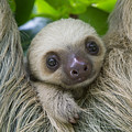 Hoffmanns Two-toed Sloth And Old Baby Photograph by Suzi Eszterhas Hoffmanns Two-toed Sloth And Old Baby Photograph by Suzi Eszterhas