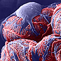 Kidney Glomerulus, Sem Photograph by Don W Fawcett Kidney Glomerulus, Sem Photograph by Don W Fawcett