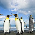 King Penguins in Gold Harbour Photograph by Yva Momatiuk John Eastcott King Penguins in Gold Harbour Photograph by Yva Momatiuk John Eastcott