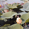 Lotus by Amanda Barcon Lotus by Amanda Barcon