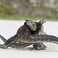 Marine Iguana Males Fighting Turtle Bay Photograph by Tui De Roy Marine Iguana Males Fighting Turtle Bay Photograph by Tui De Roy