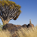 Meerkat In Quiver Tree Grassland 2 by Vincent Grafhorst Meerkat In Quiver Tree Grassland 2 by Vincent Grafhorst
