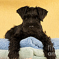 Miniature Schnauzer Puppy Photograph by John Daniels Miniature Schnauzer Puppy Photograph by John Daniels