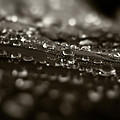Morning Dew by Bob Orsillo Morning Dew by Bob Orsillo