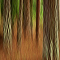 Pine Trees Photograph by Heiko Koehrer-Wagner Pine Trees Photograph by Heiko Koehrer-Wagner