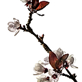 Plum Flowers Photograph by Endre Balogh Plum Flowers Photograph by Endre Balogh