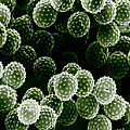 Ragweed Pollen Sem Photograph by David M. Phillips / The Population Council Ragweed Pollen Sem Photograph by David M. Phillips / The Population Council