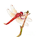 Red Dragonfly Painting by Amy Kirkpatrick Red Dragonfly Painting by Amy Kirkpatrick