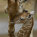 Rothschild Giraffes Nuzzling Photograph by San Diego Zoo Rothschild Giraffes Nuzzling Photograph by San Diego Zoo