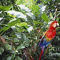 Scarlet Macaw Photograph by Art Wolfe Scarlet Macaw Photograph by Art Wolfe