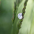 Snail on Grass Photograph by Nailia Schwarz Snail on Grass Photograph by Nailia Schwarz