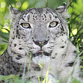 Snow Leopard by John Telfer Snow Leopard by John Telfer