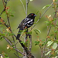 Spotted Towhee Photograph by Ben Upham III Spotted Towhee Photograph by Ben Upham III