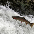 Steelhead Trout Jumping In Falls Photograph by Theodore Clutter Steelhead Trout Jumping In Falls Photograph by Theodore Clutter