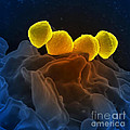 Streptococcus Pyogenes Bacteria Sem Photograph by Science Source Streptococcus Pyogenes Bacteria Sem Photograph by Science Source