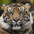 Sumatran Tiger Photograph by San Diego Zoo Sumatran Tiger Photograph by San Diego Zoo