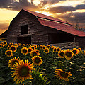 Sunflower Farm Photograph by Debra and Dave Vanderlaan Sunflower Farm Photograph by Debra and Dave Vanderlaan