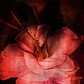 Time Of Roses Photograph by Theresa Tahara Time Of Roses Photograph by Theresa Tahara