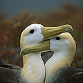 Waved Albatross Pair Bonding Galapagos Photograph by Tui De Roy Waved Albatross Pair Bonding Galapagos Photograph by Tui De Roy