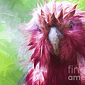 Wet galah by Sheila Smart Fine Art Photography