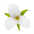 White Trillium flower 1 by Elena Elisseeva