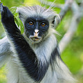 Zanzibar Red Colobus In Tree Jozani by Thomas Marent Zanzibar Red Colobus In Tree Jozani by Thomas Marent