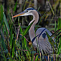 20- Great Blue Heron Photograph by Joseph Keane 20- Great Blue Heron Photograph by Joseph Keane