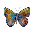 22 Clue Butterfly Painting by Amy Kirkpatrick 22 Clue Butterfly Painting by Amy Kirkpatrick