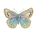 25 Alexis Butterfly Painting by Amy Kirkpatrick 25 Alexis Butterfly Painting by Amy Kirkpatrick