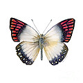 27 Magenta Tip Butterfly Painting by Amy Kirkpatrick 27 Magenta Tip Butterfly Painting by Amy Kirkpatrick