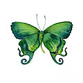 29 Arcas Butterfly Painting by Amy Kirkpatrick 29 Arcas Butterfly Painting by Amy Kirkpatrick