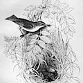 Blackburn Birds, 1895 by Granger Blackburn Birds, 1895 by Granger