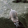 Allegheny Woodrat Neotoma Magister Photograph by David Kenny Allegheny Woodrat Neotoma Magister Photograph by David Kenny
