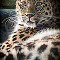 Amur Leopard Photograph by Chris Boulton Amur Leopard Photograph by Chris Boulton