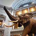 Bull Elephant in Natural History Rotunda Photograph by Kenny Glover Bull Elephant in Natural History Rotunda Photograph by Kenny Glover