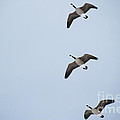 3 Flying Geese Photograph by Jackie Farnsworth 3 Flying Geese Photograph by Jackie Farnsworth